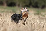 YORKSHIRE TERRIER 233